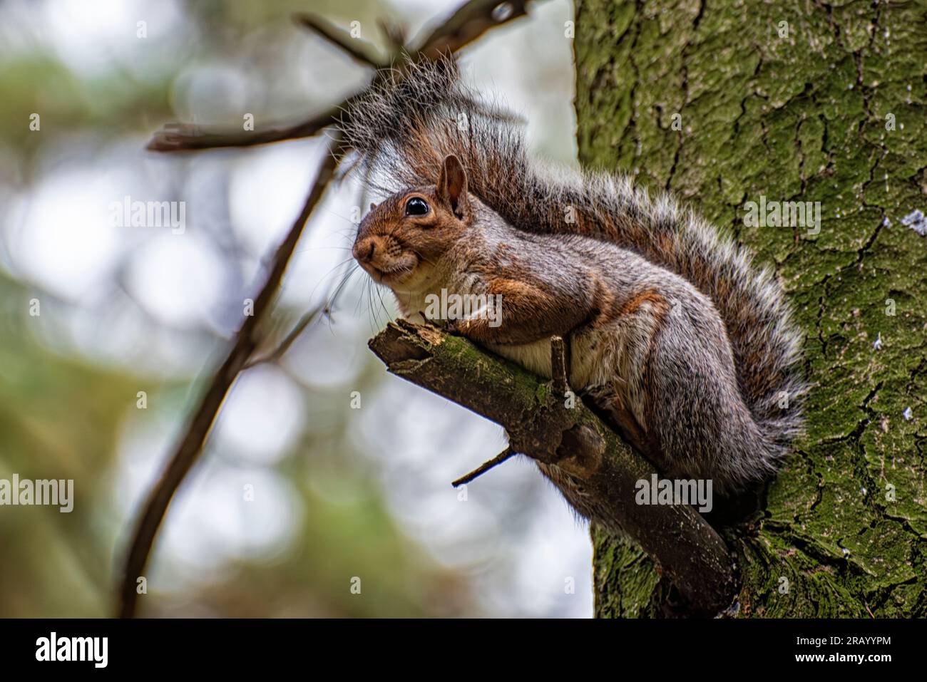Gros plan d'un écureuil américain Banque D'Images