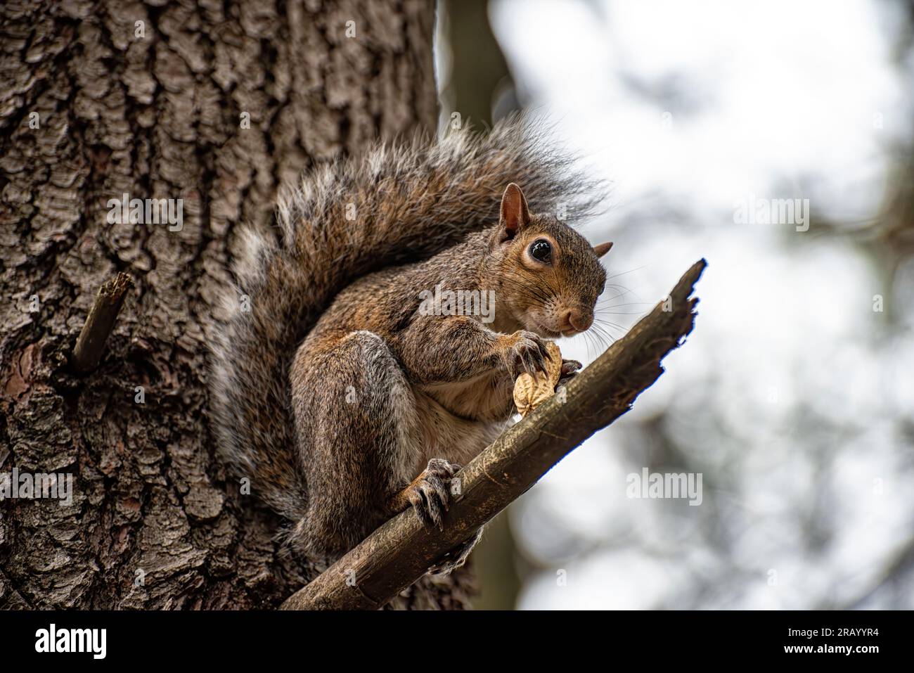 Gros plan d'un écureuil américain Banque D'Images