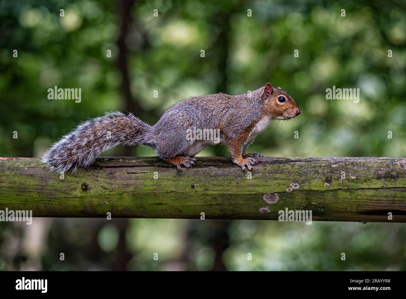 Gros plan d'un écureuil américain Banque D'Images