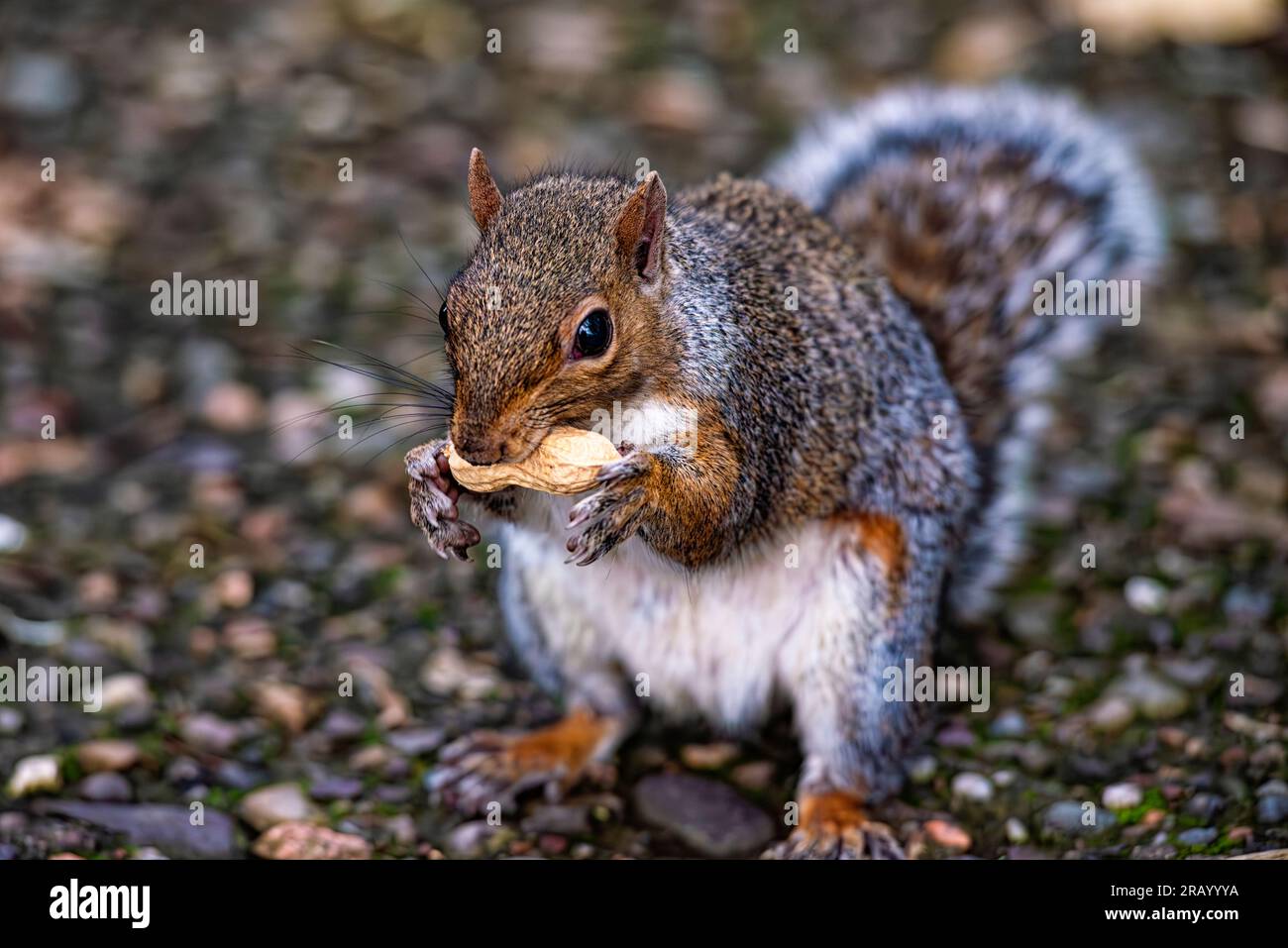 Gros plan d'un écureuil américain Banque D'Images
