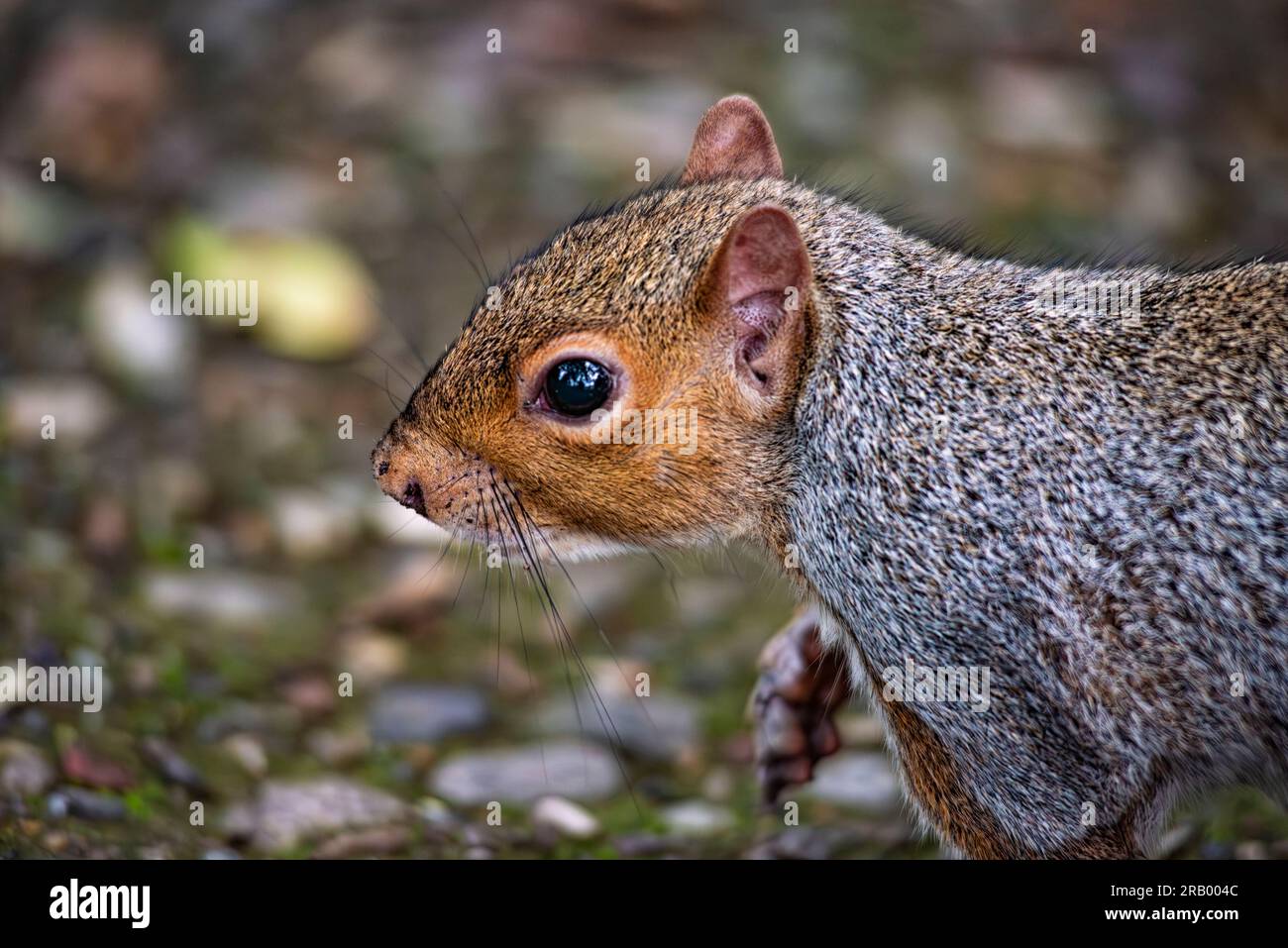 Gros plan d'un écureuil américain Banque D'Images