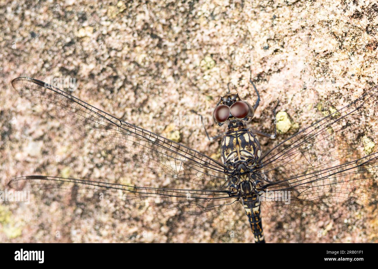 Les grands yeux d'une libellule donnent à ce prédateur acrobatique une vision à 360 degrés. L'un des premiers insectes volants qu'ils ont été dominants depuis. Banque D'Images