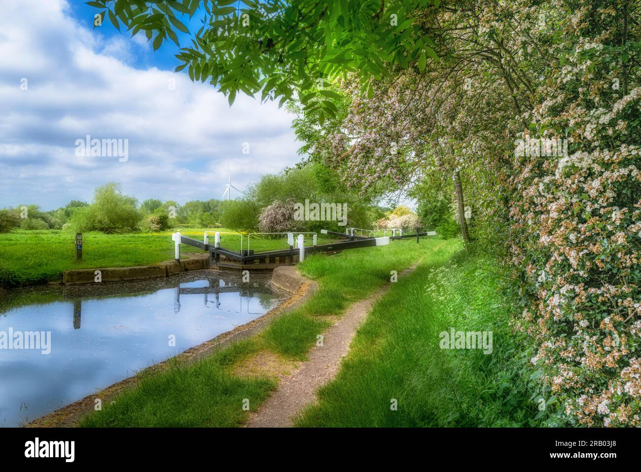 Des fleurs d'aubépine bordent une rive de canal. Banque D'Images