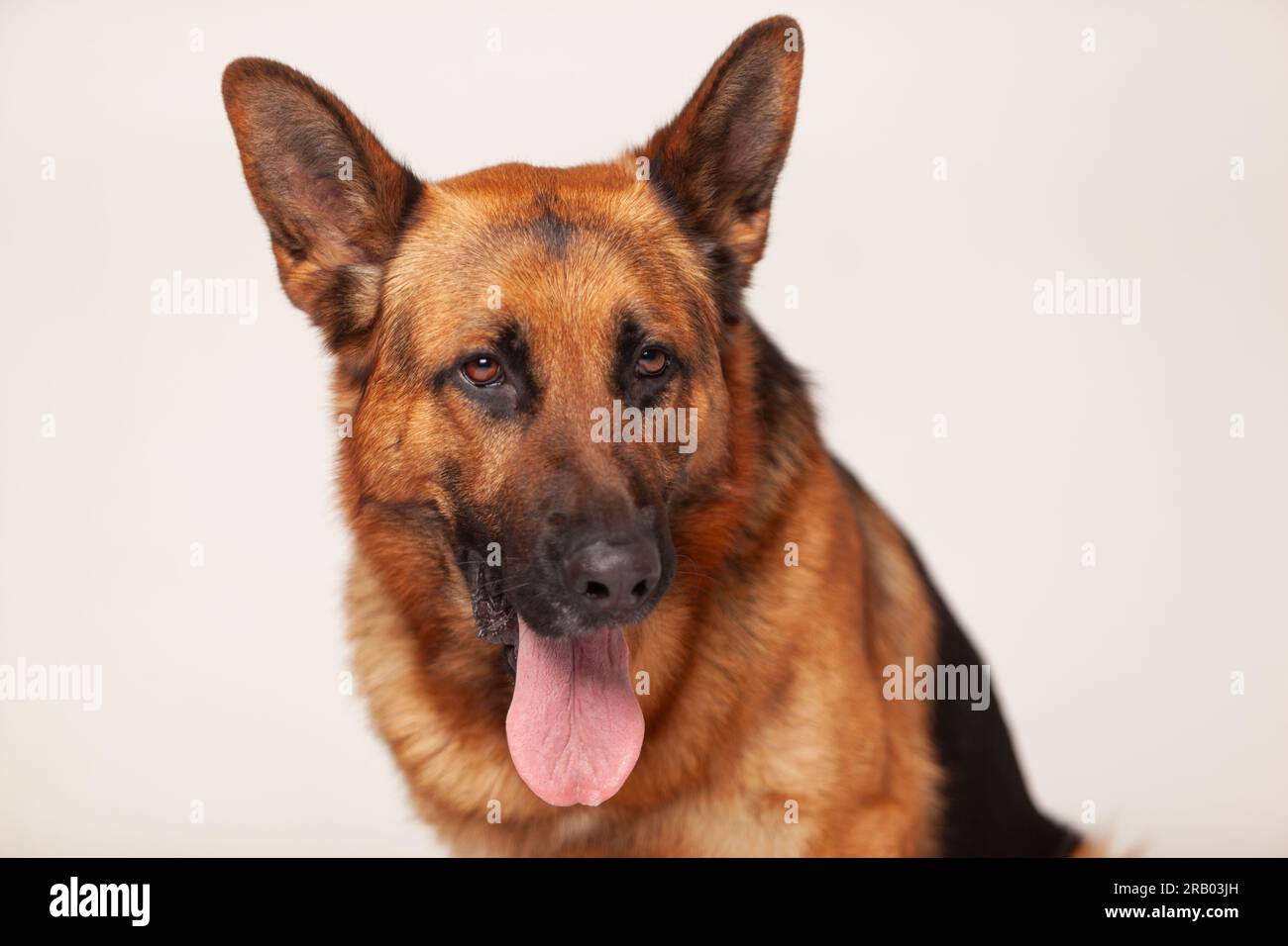 Portrait de berger allemand Banque D'Images