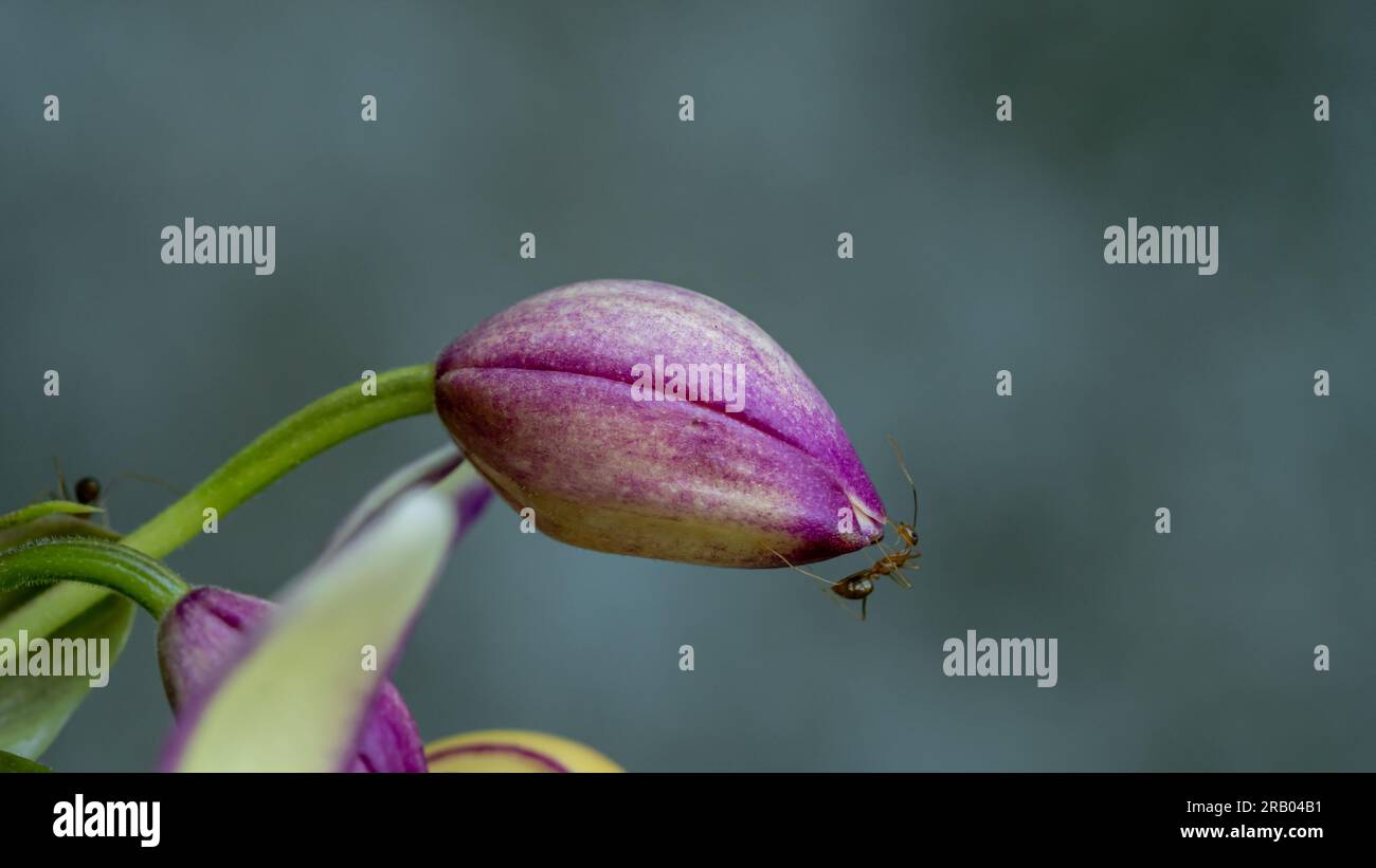 Fantaisistes : Purple pastel et White Flower Bud capturés en Macro Photography Banque D'Images