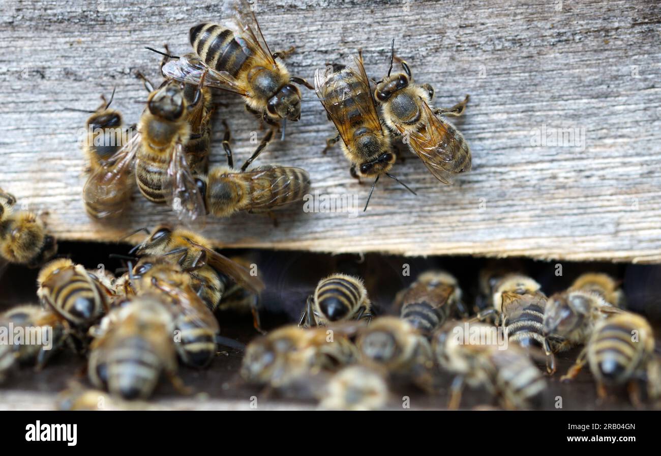 Gros plan d'abeilles sur une ruche. Banque D'Images