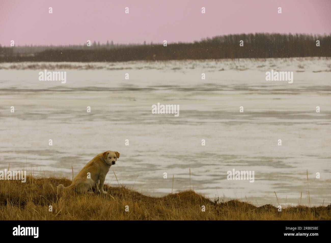 Un chien est assis sur la rive de la rivière Severn gelée, dans la ville autochtone de fort Severn sur la baie d’Hudson, la communauté la plus septentrionale de l’Ontario, au Canada Banque D'Images