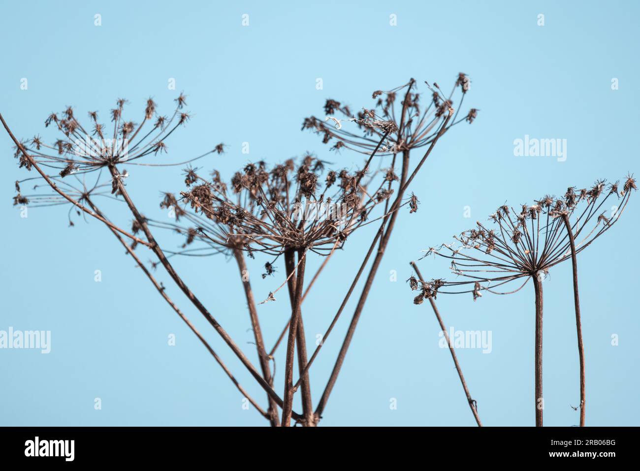 Les fleurs de parapluie sèches sont sous fond de ciel bleu, photo abstraite naturelle Banque D'Images