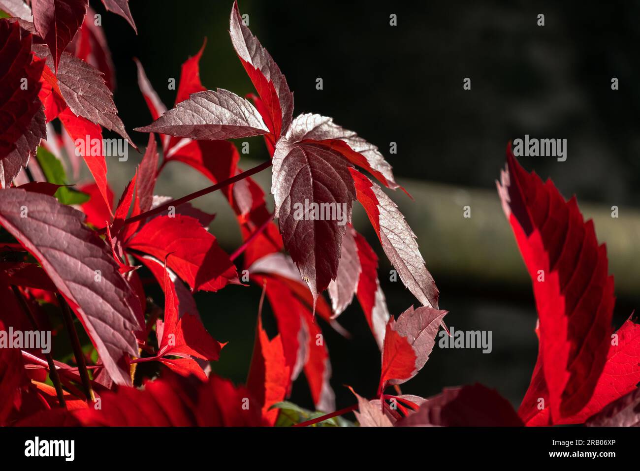 Feuilles rouges d'automne de Parthenocissus quinquefolia sur fond flou foncé, plante grimpante décorative de la famille du raisin Banque D'Images