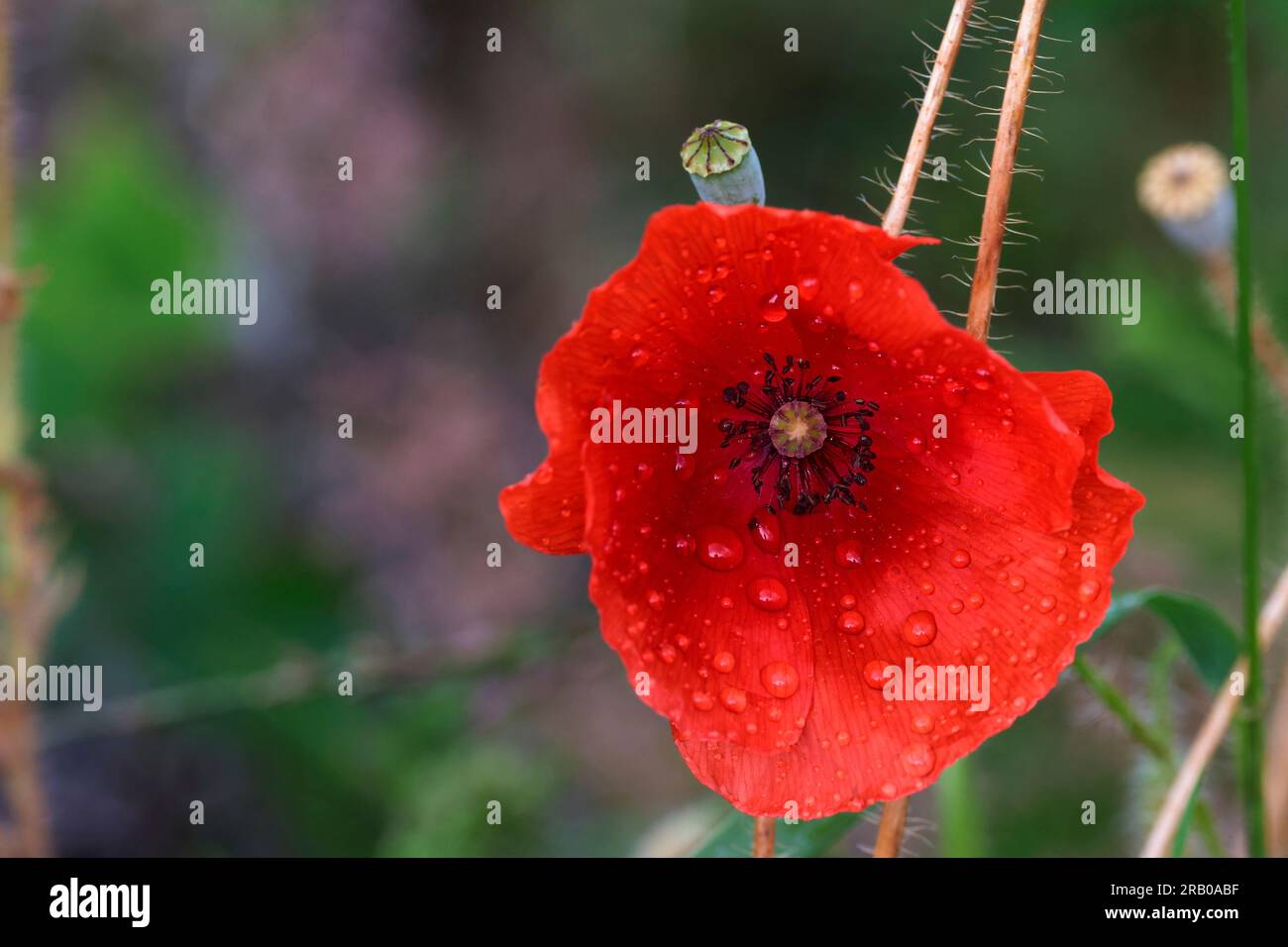 Fleur rouge unique de coquelicot avec gouttes de pluie sur les quatre grands pétales se chevauchant multiples tiges sombres et cône verdâtre au centre un symbole de paix Banque D'Images