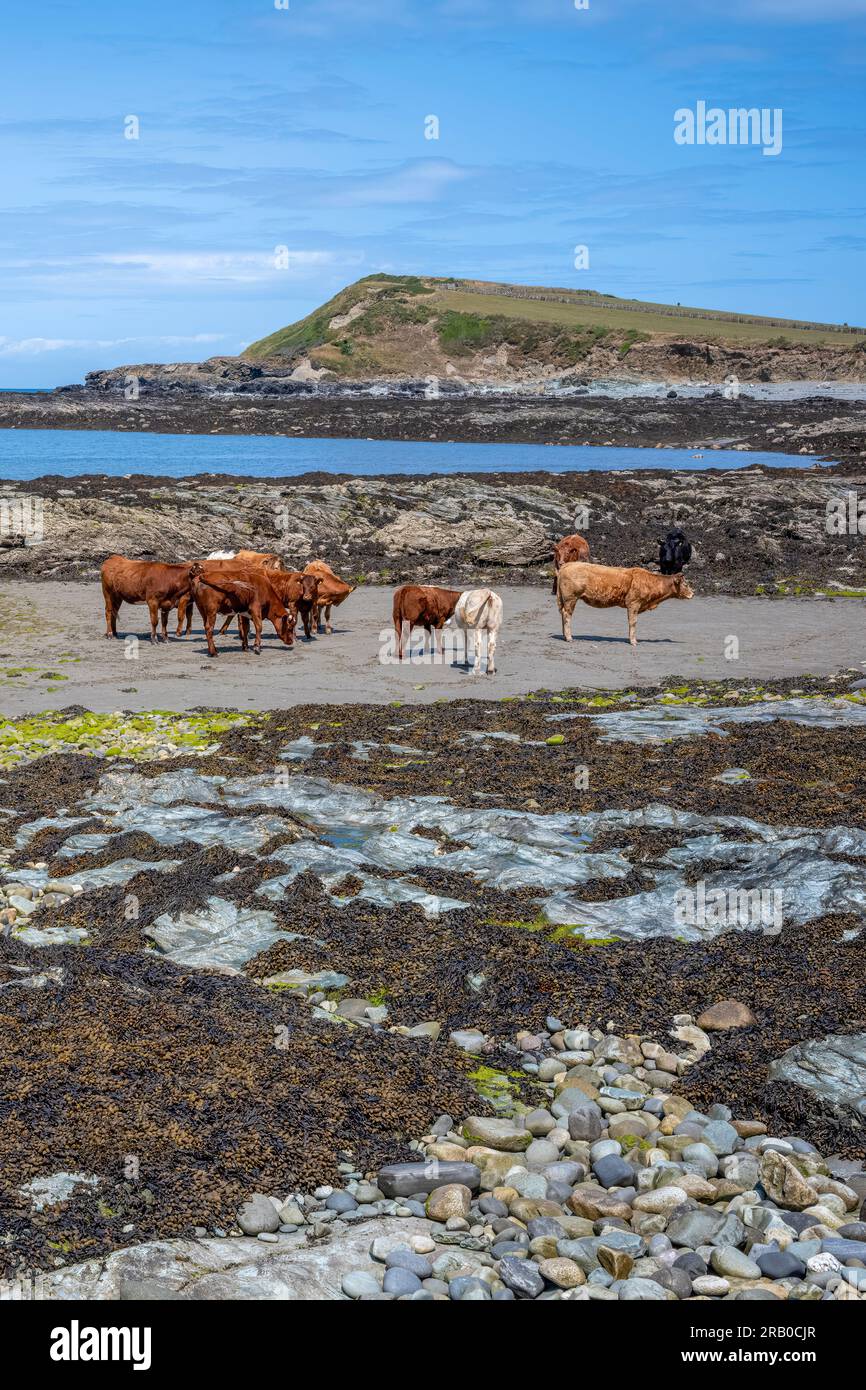 Bétail sur la plage de Hen Borth, a SSSI, NW Anglesey, pays de Galles, Royaume-Uni Banque D'Images
