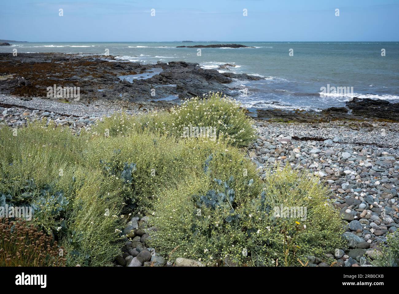 Seakale sur la plage de galets à Cemlyn Bay, Anglesey, pays de Galles, Royaume-Uni Banque D'Images
