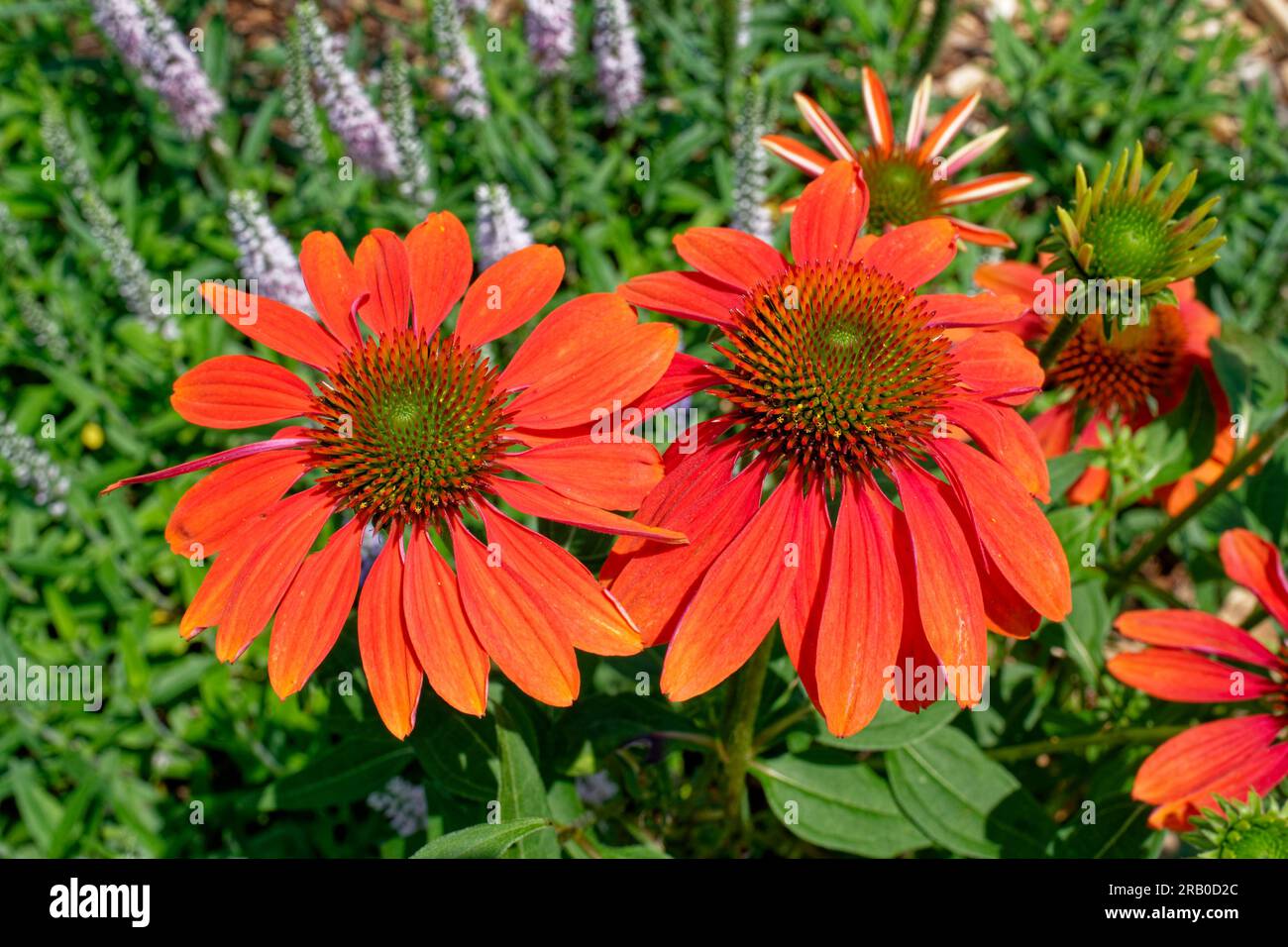 Orange profond ou rouge clair coneflowers certains entièrement ouverts dans la vue rapprochée de premier plan avec d'autres plantes de jardin en arrière-plan sur une journée ensoleillée Banque D'Images Orange profond ou rouge clair coneflowers certains entièrement ouverts dans la vue rapprochée de premier plan avec d'autres plantes de jardin en arrière-plan sur une journée ensoleillée Banque D'Images