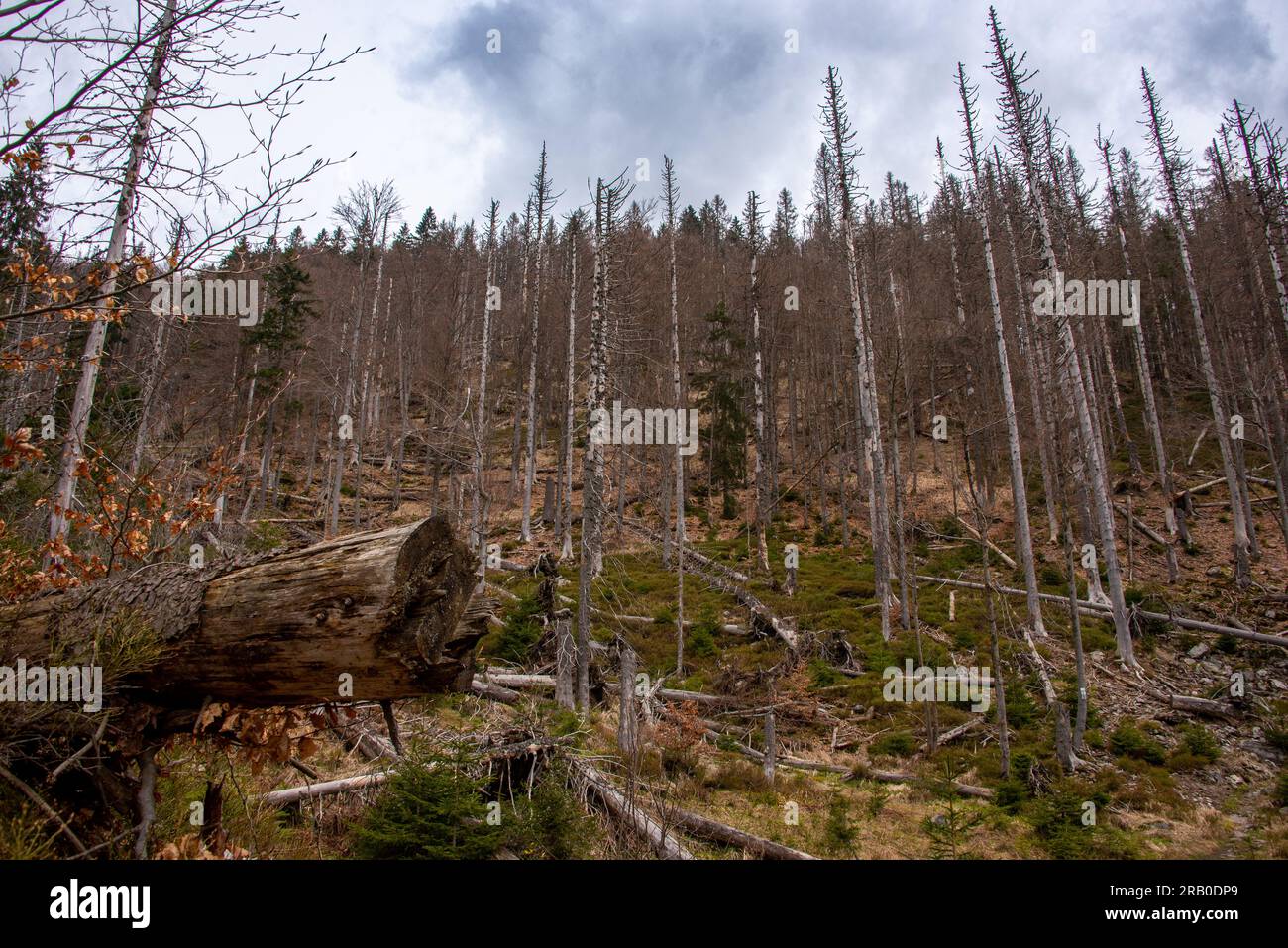 Une colline avec des arbres tombés après une tempête hivernale. Dans le parc national de la forêt bavaroise, la nature est laissée à elle-même et les arbres sont autorisés à pourrir Banque D'Images