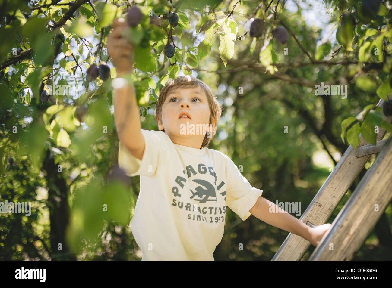 Garçon récoltant des prunes Banque D'Images