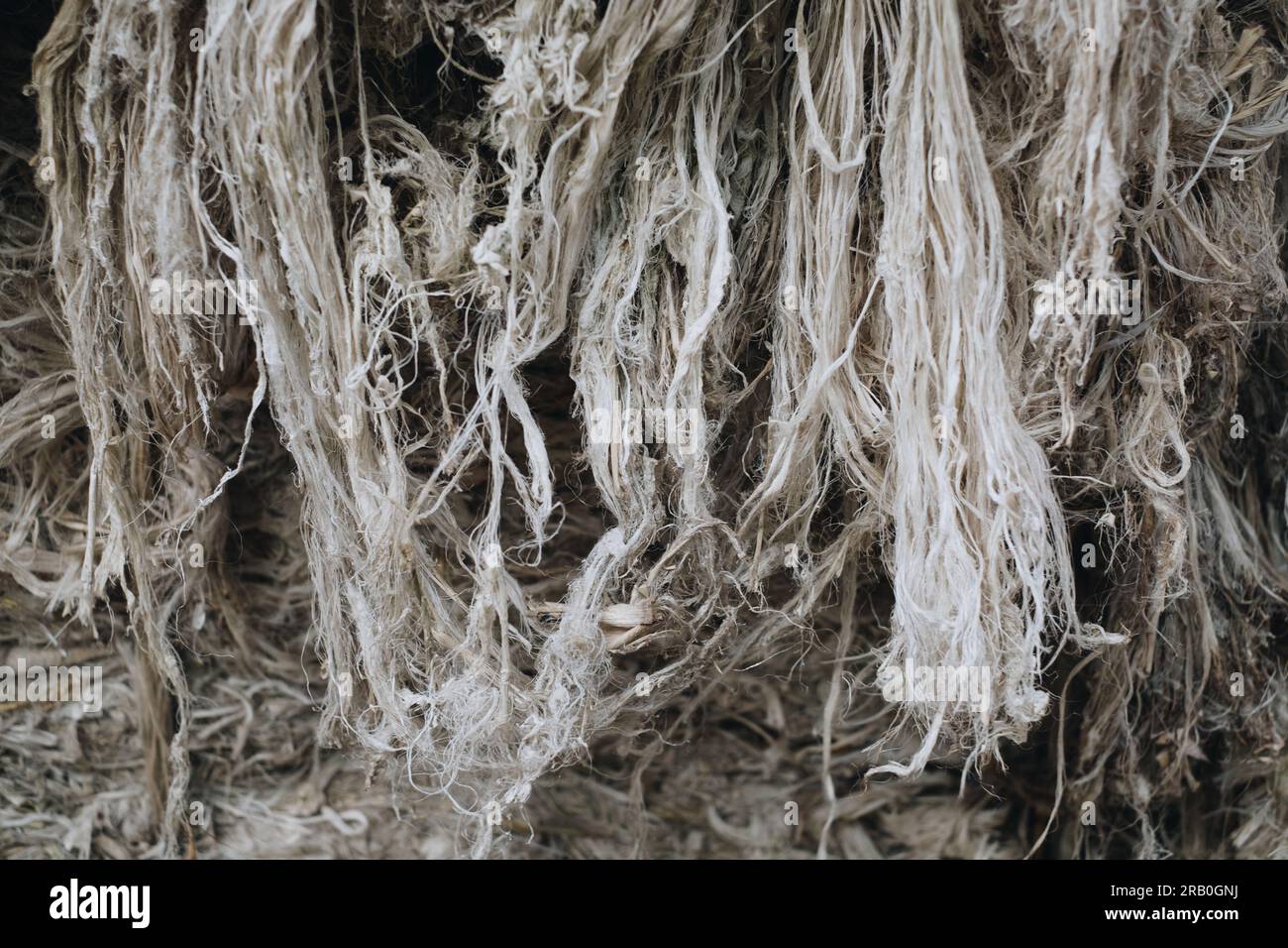 Fibres d'ananas fabriquées à partir de feuilles de plante d'ananas du sud de Mindanao des Philippines pour la fabrication textile. Respectueux de l'environnement et sans animaux Banque D'Images
