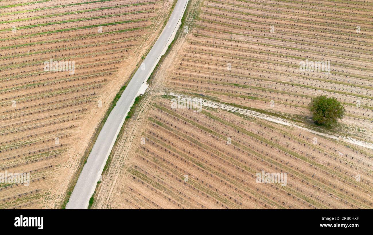 Vue aérienne des vignobles au début du printemps dans la province de Valladolid dans la région d'appellation d'origine Ribera del Duero en Espagne Banque D'Images