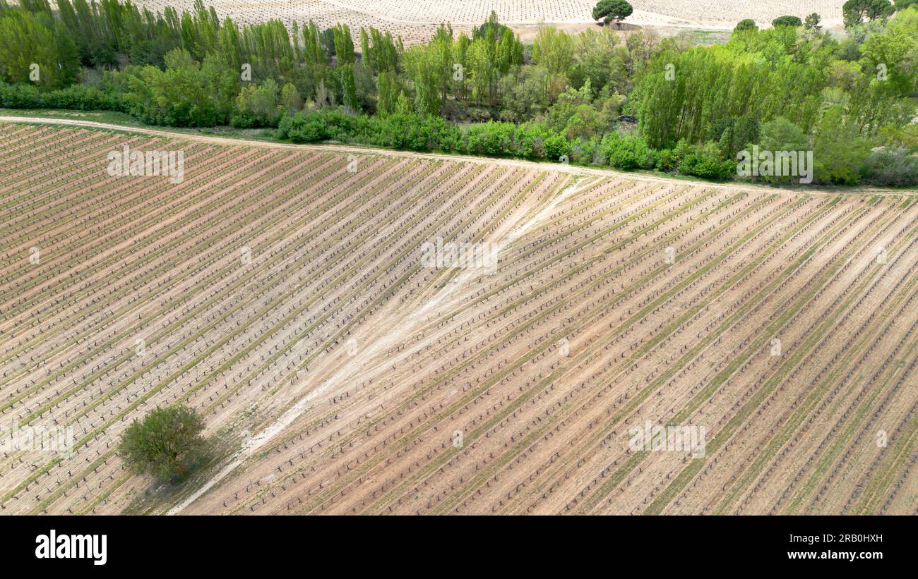Vue aérienne des vignobles au début du printemps dans la province de Valladolid dans la région d'appellation d'origine Ribera del Duero en Espagne Banque D'Images