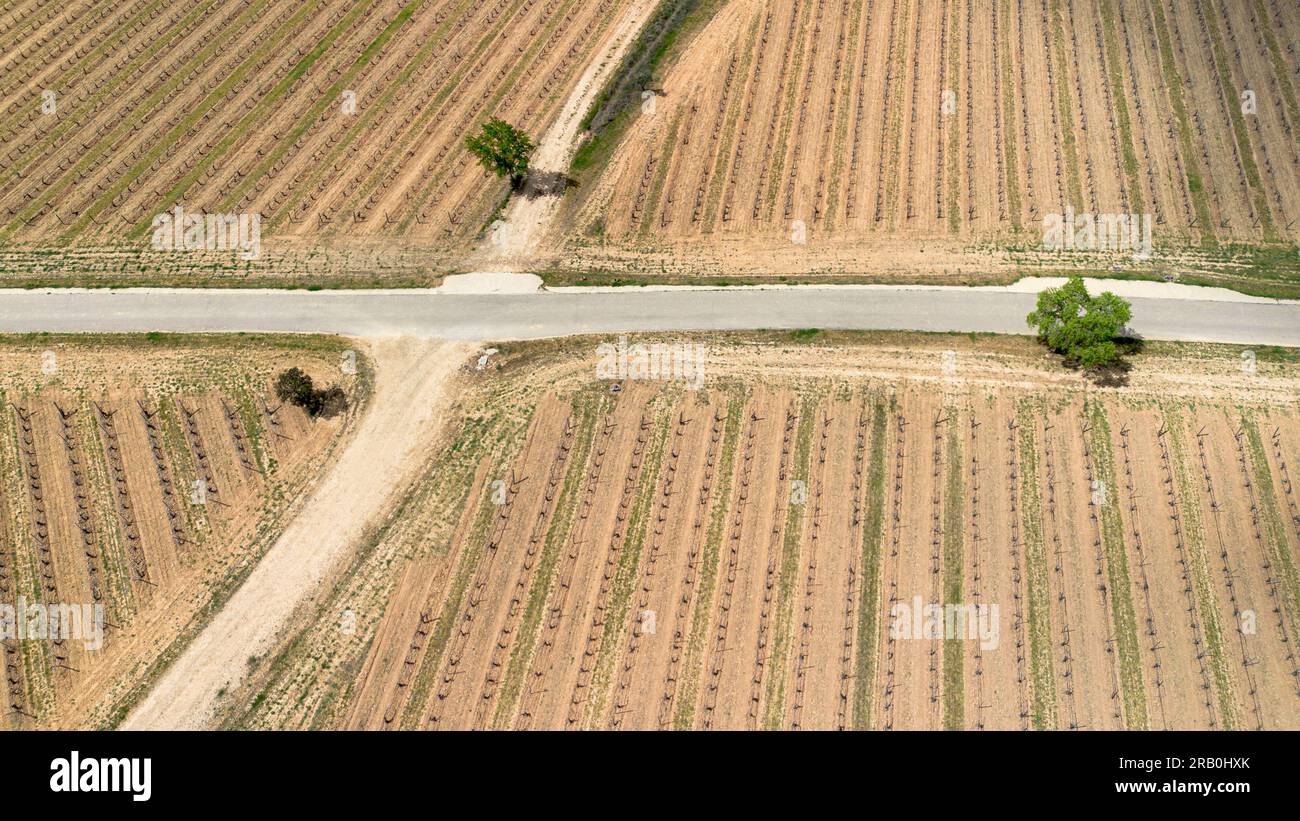Vue aérienne des vignobles au début du printemps dans la province de Valladolid dans la région d'appellation d'origine Ribera del Duero en Espagne Banque D'Images