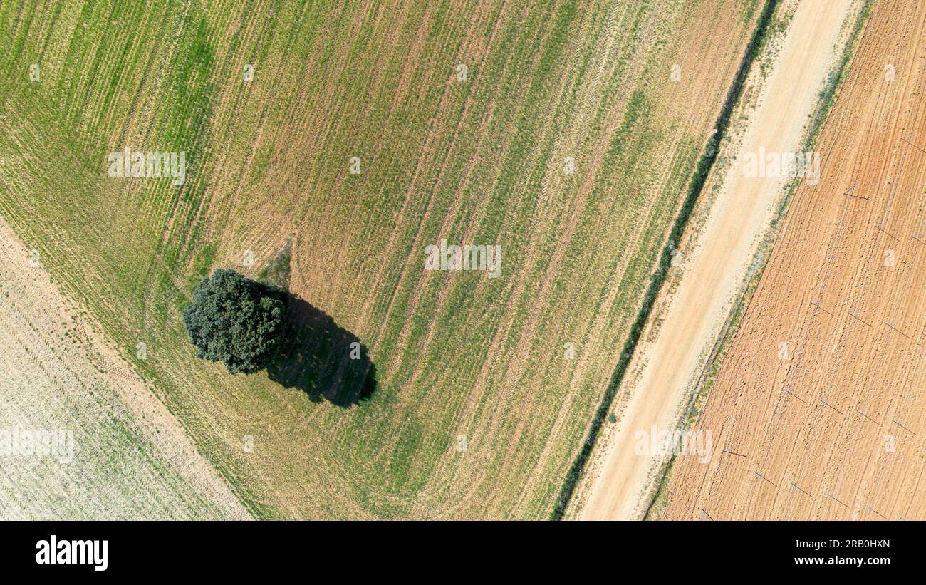 Vue aérienne des vignobles au début du printemps dans la province de Valladolid dans la région d'appellation d'origine Ribera del Duero en Espagne Banque D'Images