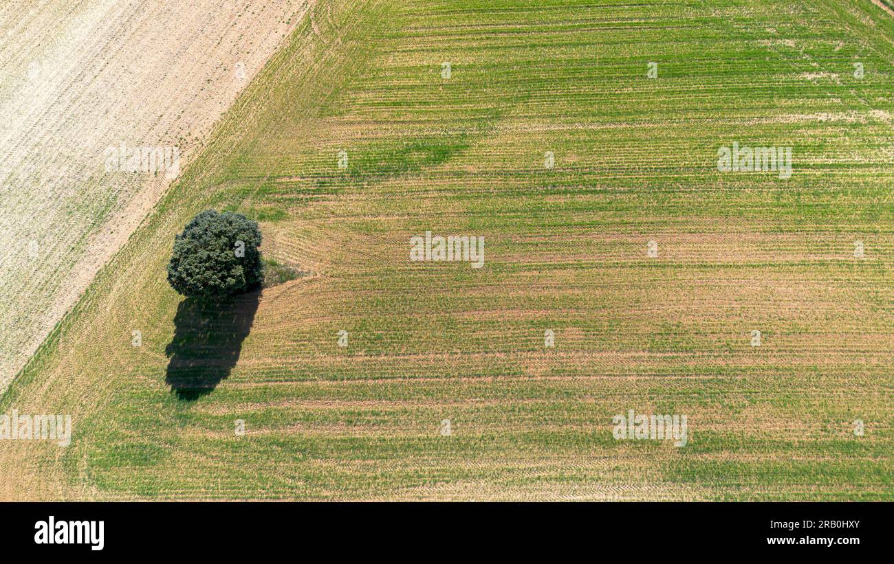 Vue aérienne des vignobles au début du printemps dans la province de Valladolid dans la région d'appellation d'origine Ribera del Duero en Espagne Banque D'Images