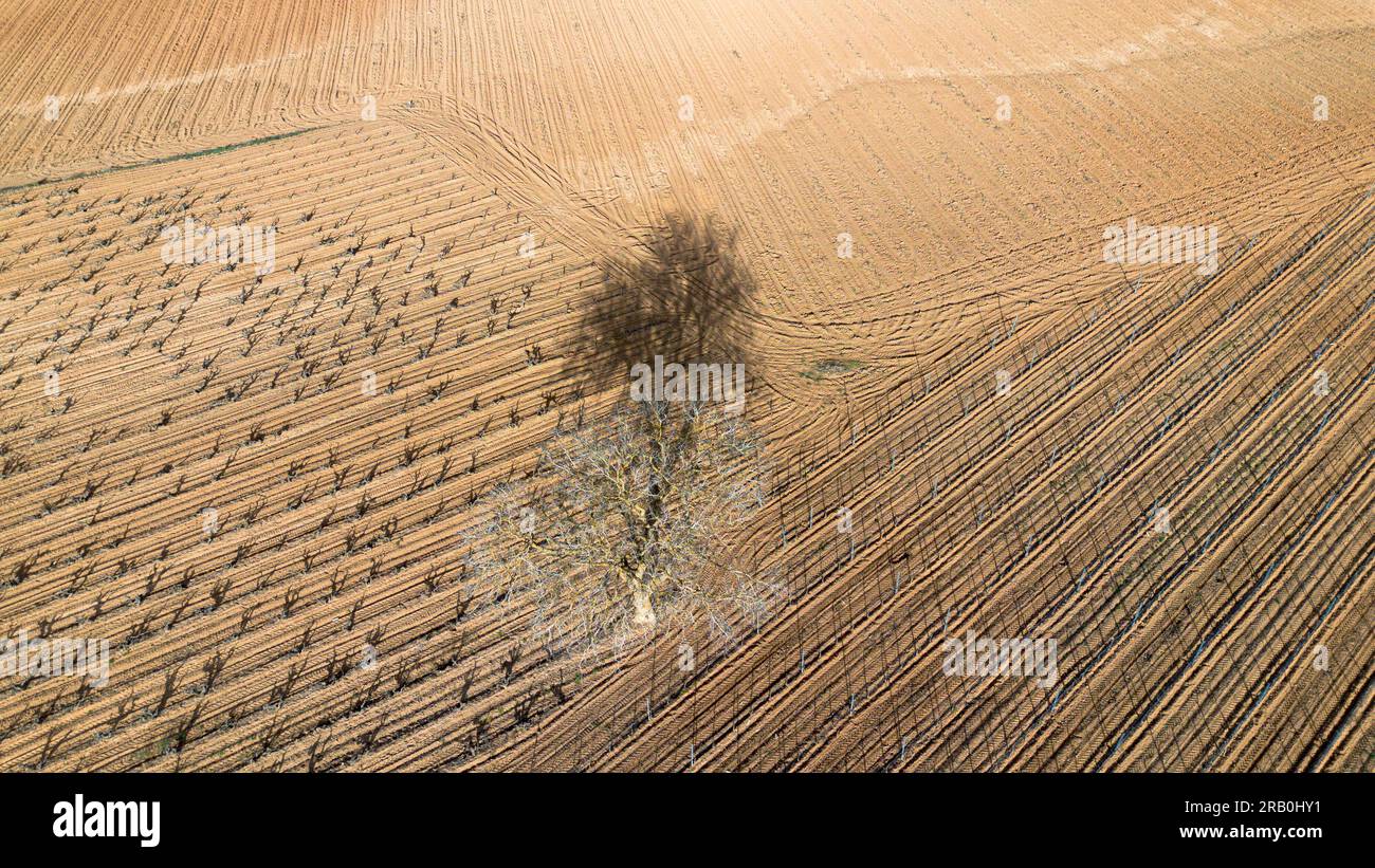Vue aérienne des vignobles au début du printemps dans la province de Valladolid dans la région d'appellation d'origine Ribera del Duero en Espagne Banque D'Images