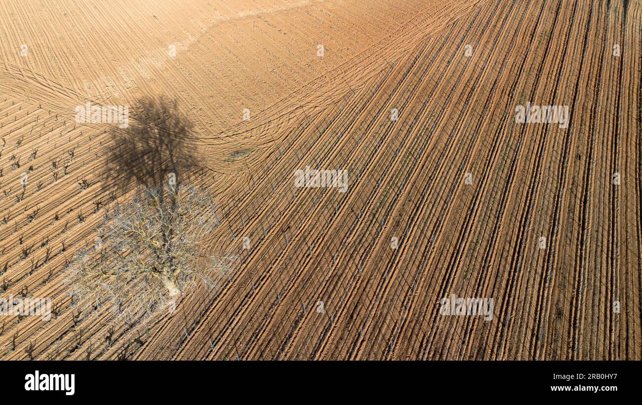 Vue aérienne des vignobles au début du printemps dans la province de Valladolid dans la région d'appellation d'origine Ribera del Duero en Espagne Banque D'Images