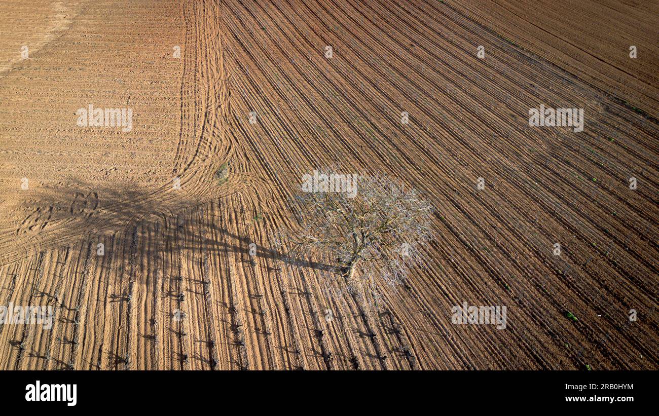 Vue aérienne des vignobles au début du printemps dans la province de Valladolid dans la région d'appellation d'origine Ribera del Duero en Espagne Banque D'Images