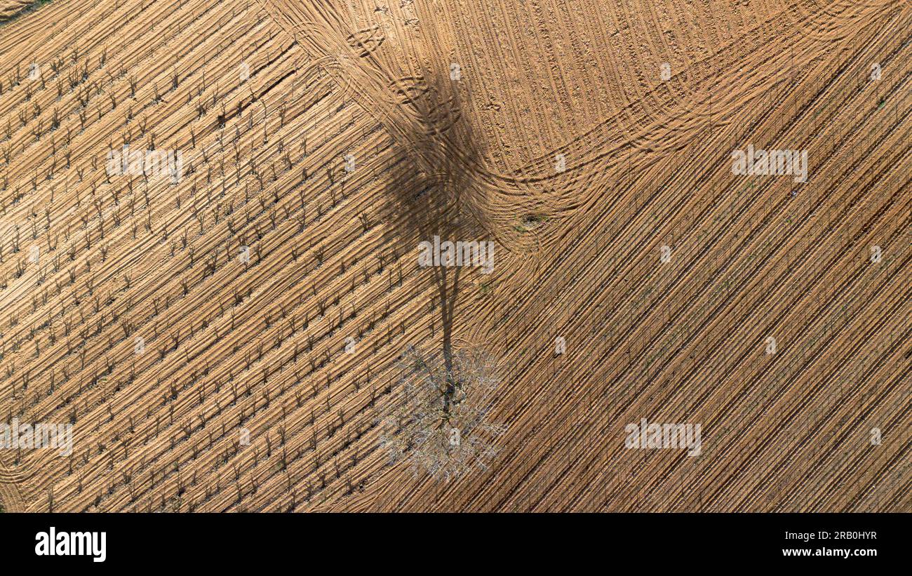 Vue aérienne des vignobles au début du printemps dans la province de Valladolid dans la région d'appellation d'origine Ribera del Duero en Espagne Banque D'Images