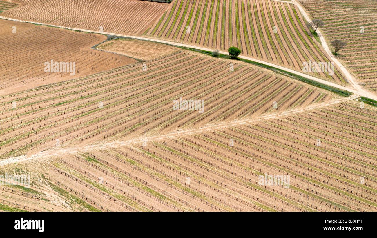 Vue aérienne des vignobles au début du printemps dans la province de Valladolid dans la région d'appellation d'origine Ribera del Duero en Espagne Banque D'Images