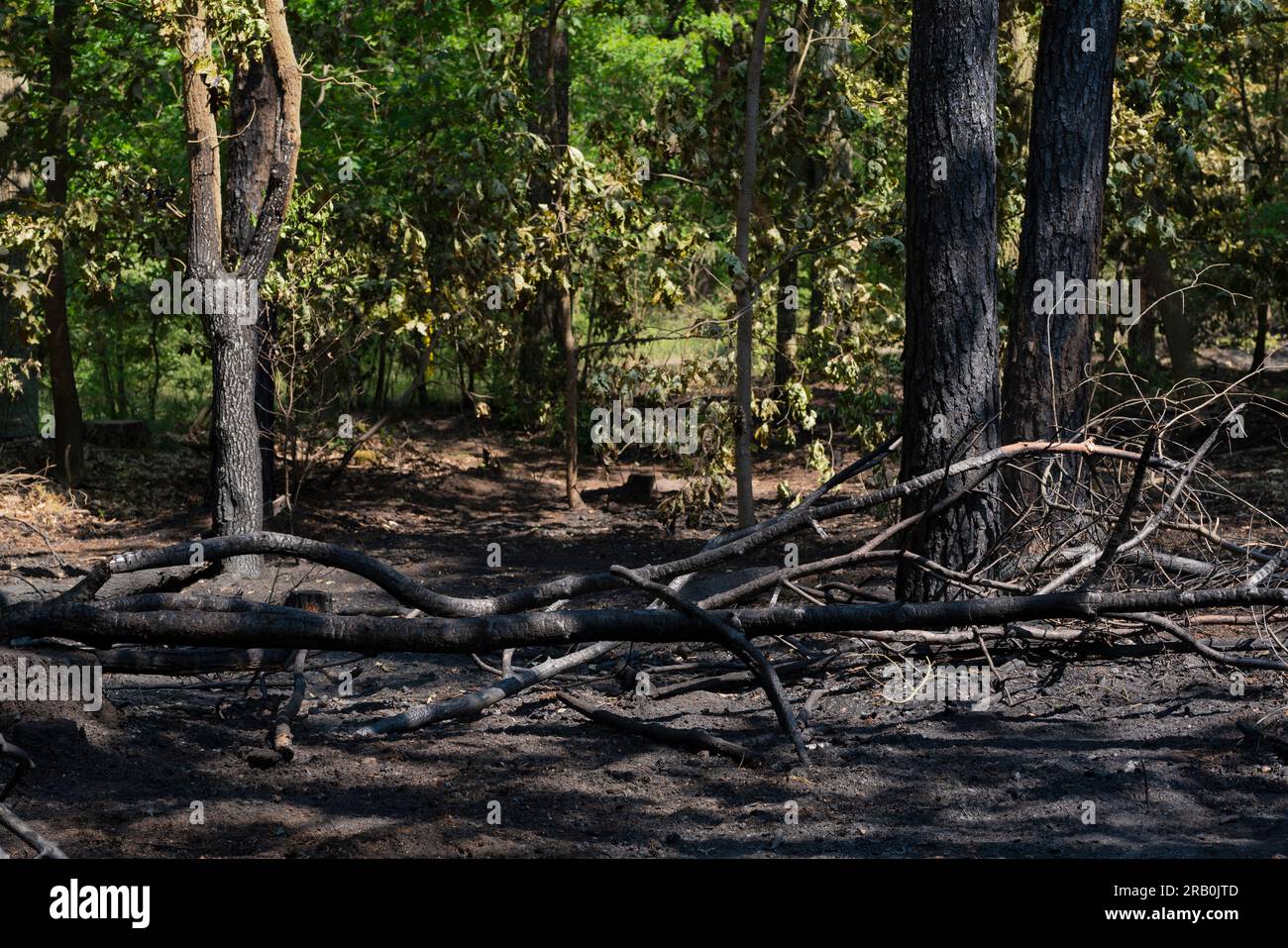 Entre la ville de Luckenwalde et Forst Zinna, juin 5 2023, Allemagne, de nombreux petits feux de forêt, le sol forestier a brûlé, la police assume incendie criminel, le service d'enquête criminelle enquête Banque D'Images