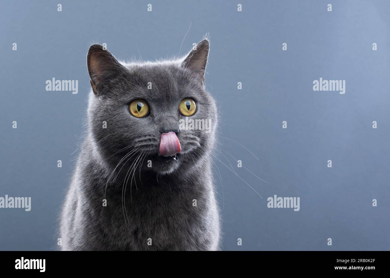chien britannique affamé de shorthair bleu chat lécking bouche. portrait de studio sur fond gris avec espace de copie Banque D'Images