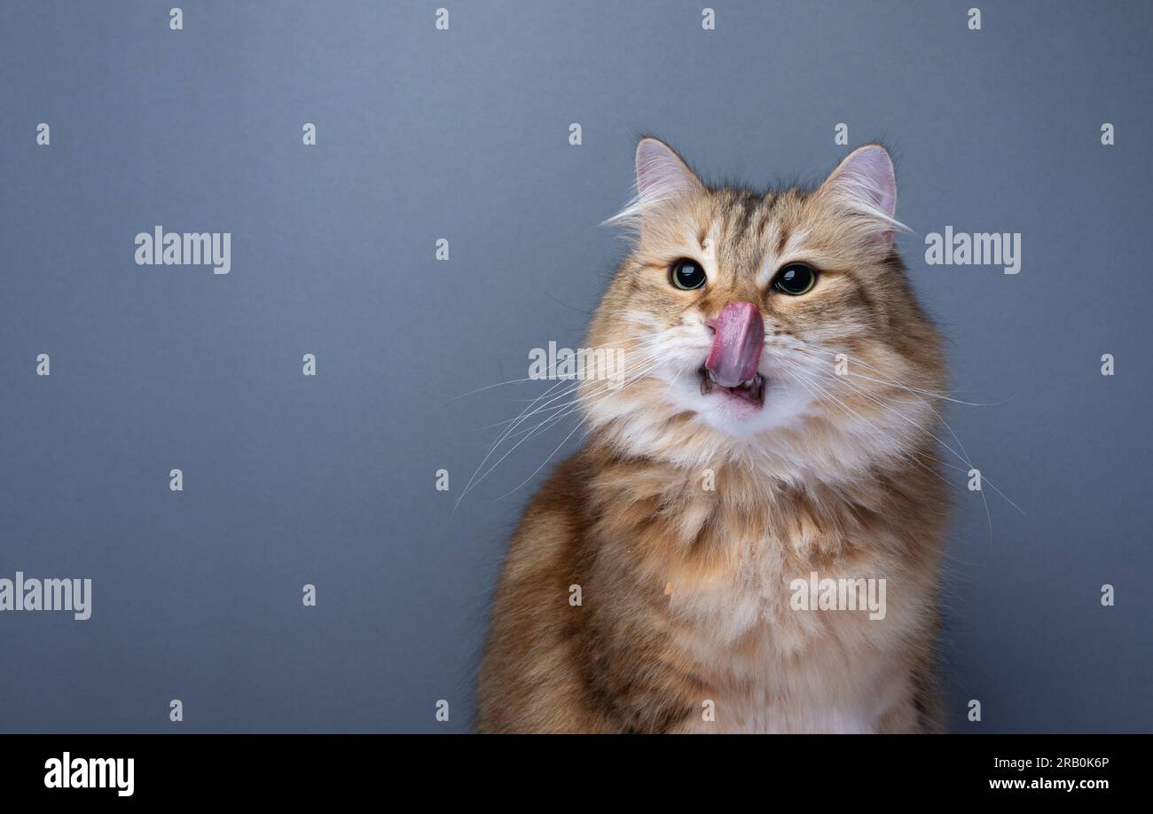 chat sibérien affamé se léchant sur la bouche et le nez en regardant sur le côté. studio tourné sur fond gris avec espace de copie Banque D'Images