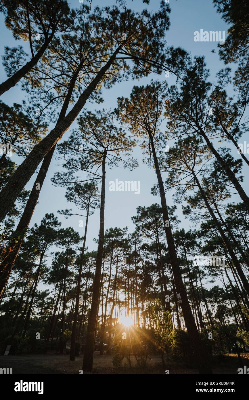 Les arbres du point de vue de la grenouille Banque D'Images