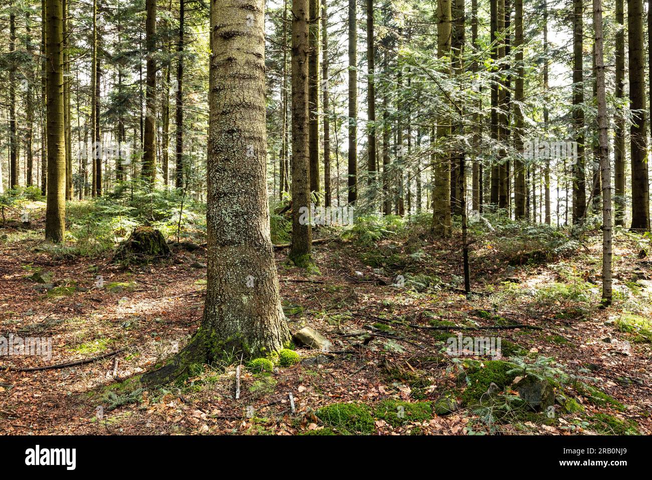 Europe, Pologne, petite Pologne, sentier de montagne jusqu'à Lubomir dans l'île Beskids Banque D'Images