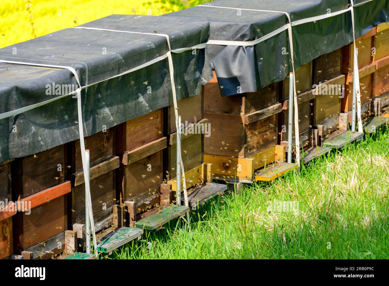 Ruches dans un champ. Banque D'Images