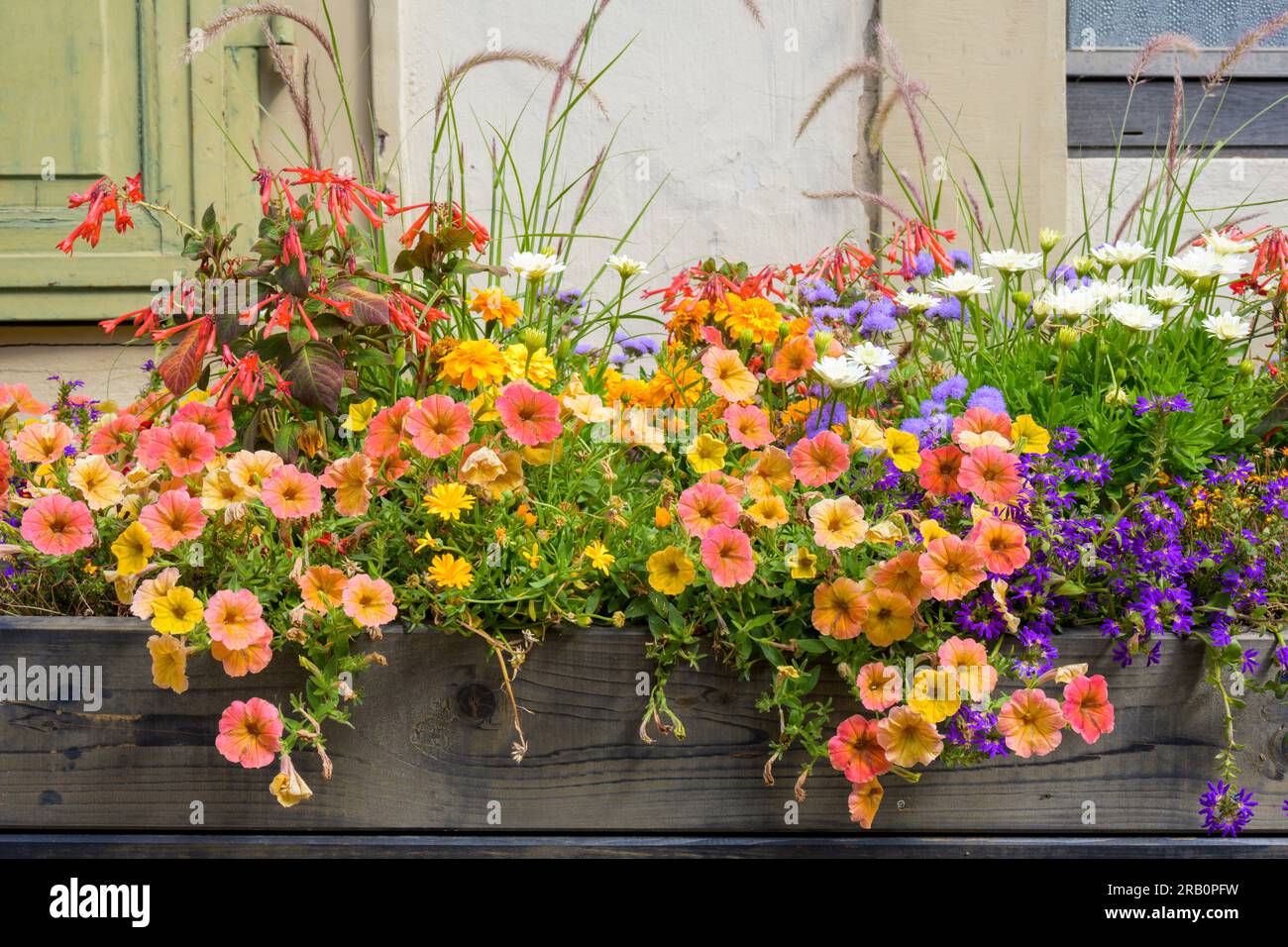 Allemagne, Baden-Wuerttemberg, Eppingen, Fleur colorée. Banque D'Images