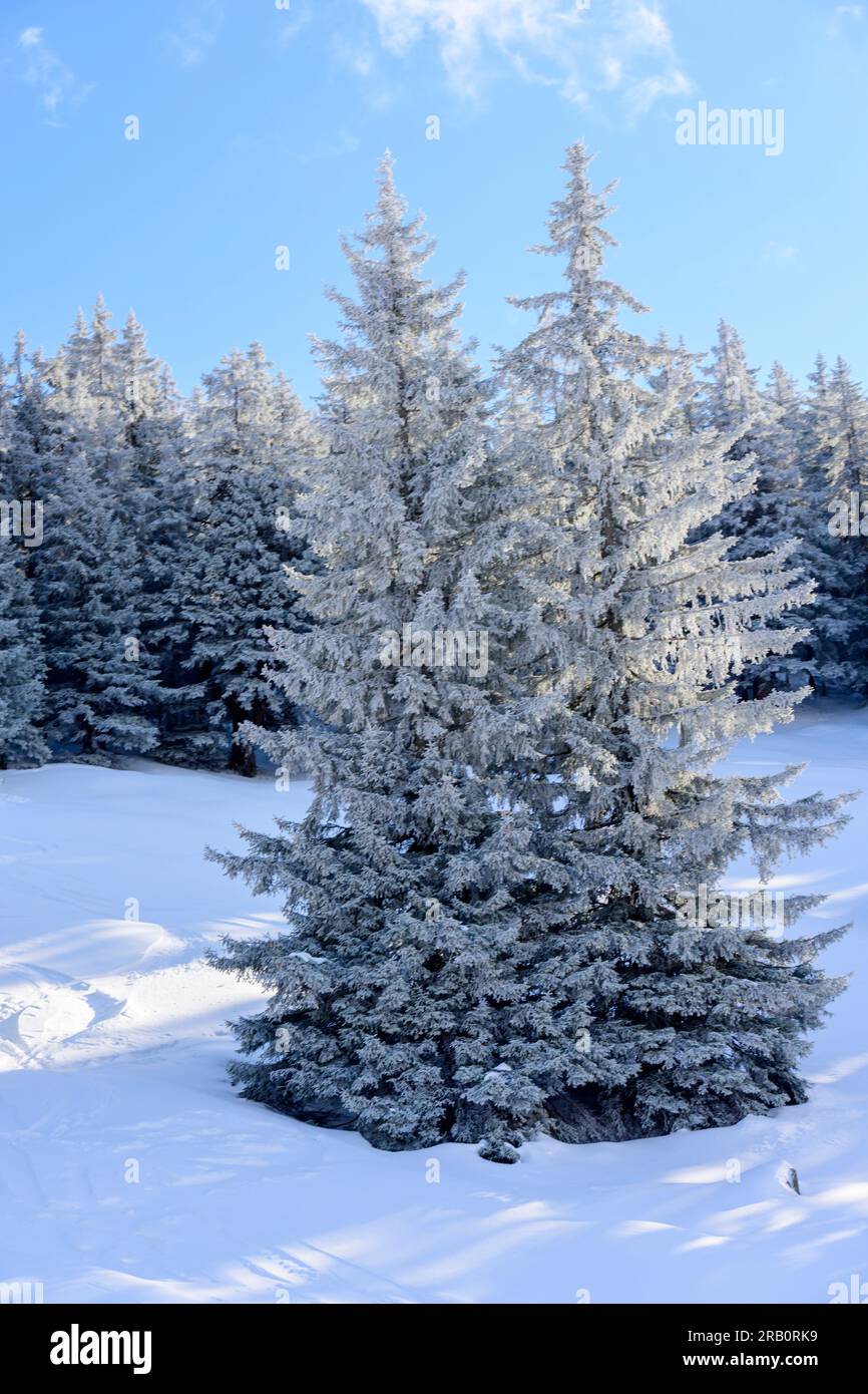 Autriche, Montafon, forêt de conifères en hiver. Banque D'Images