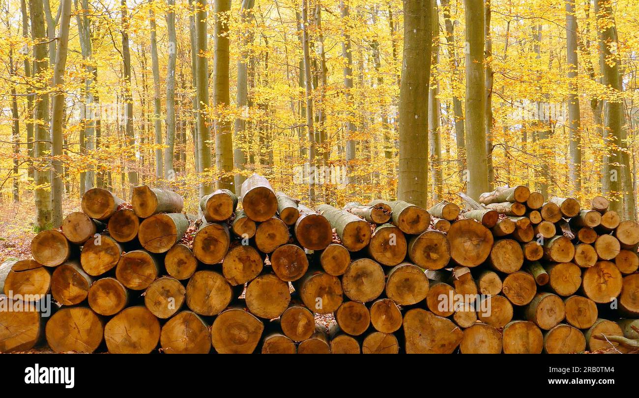 Tas de bois de hêtre dans la forêt d'automne, Freudenburg, Saargau, Rhénanie-Palatinat, Allemagne Banque D'Images Tas de bois de hêtre dans la forêt d'automne, Freudenburg, Saargau, Rhénanie-Palatinat, Allemagne Banque D'Images