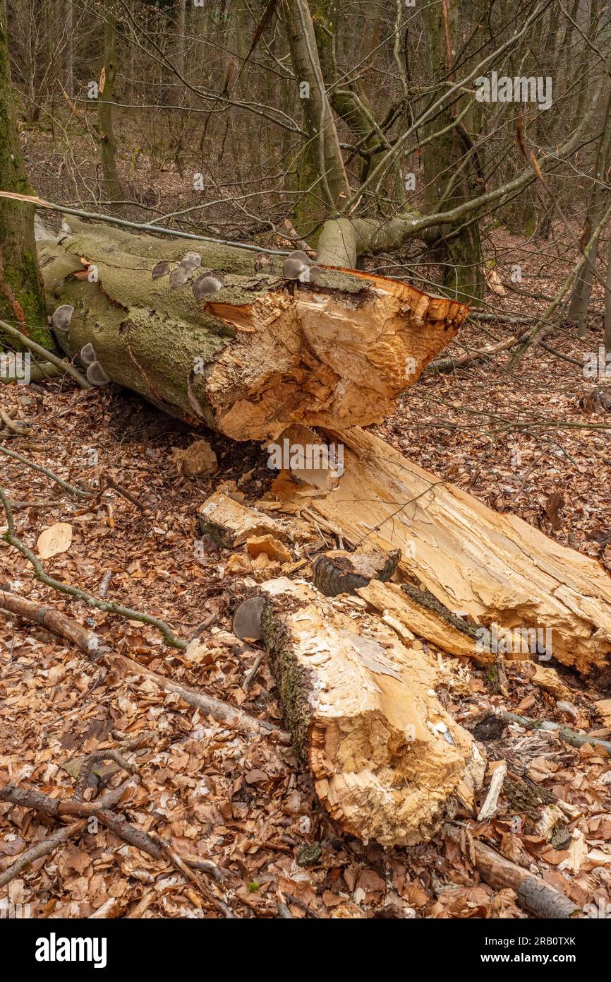 Bois mort de hêtre sur le sentier de randonnée Felsenweg Losheim am See, boucles de rêve de Saar-Hunsrück, Parc naturel de Saar-Hunsrück, Sarre, Allemagne Banque D'Images
