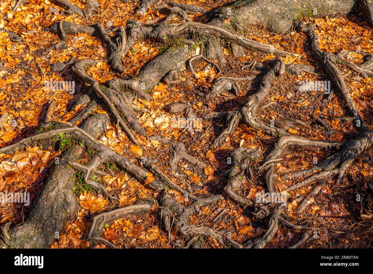 Racines aériennes sur le sentier de randonnée Felsenweg Losheim am See, boucles de rêve Saar-Hunsrück, Parc naturel Saar-Hunsrück, Sarre, Allemagne Banque D'Images