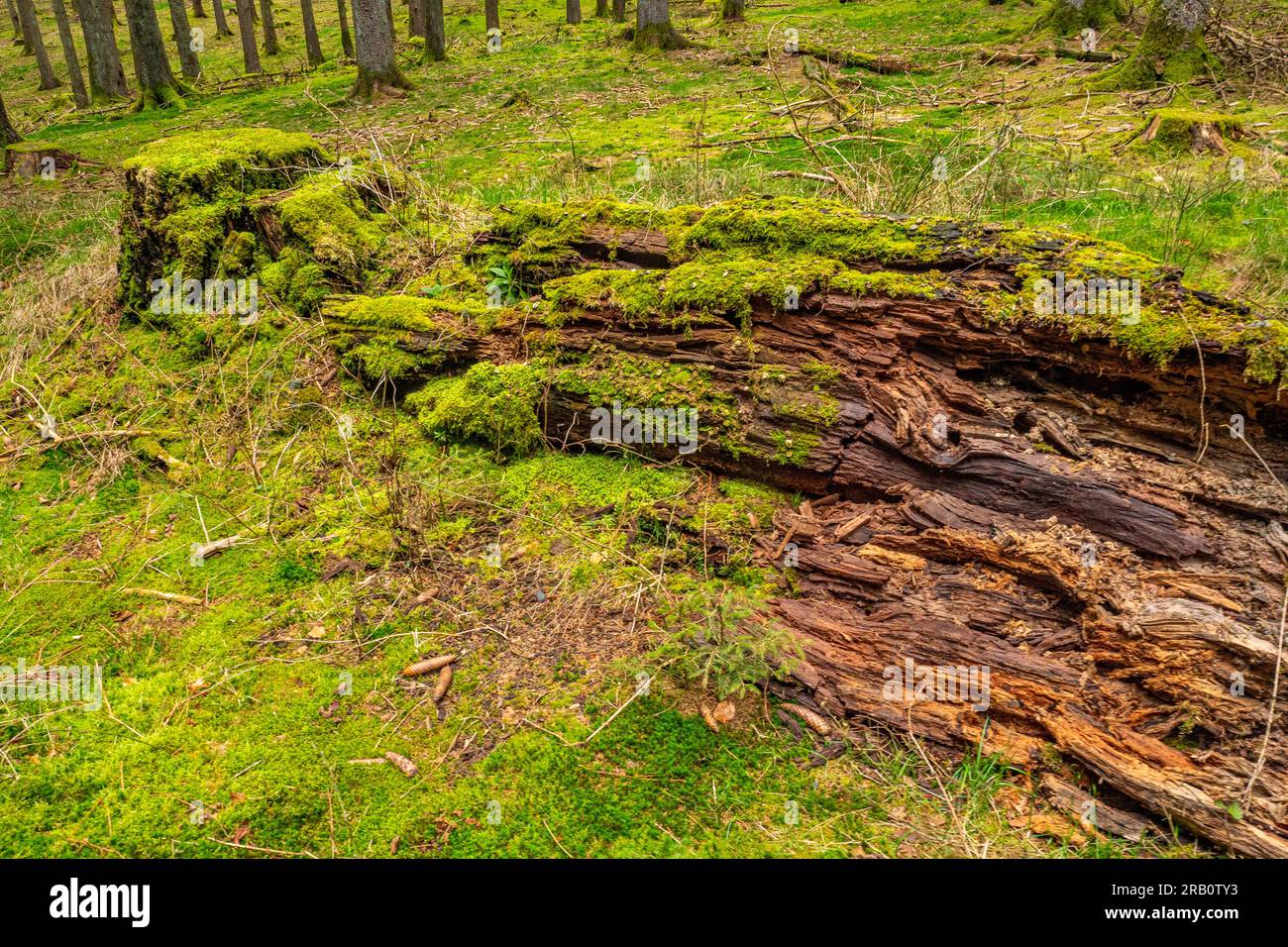 Deadwood sur le sentier de randonnée Felsenweg Losheim am See, boucles de rêve Saar-Hunsrück, Parc naturel Saar-Hunsrück, Sarre, Allemagne Banque D'Images
