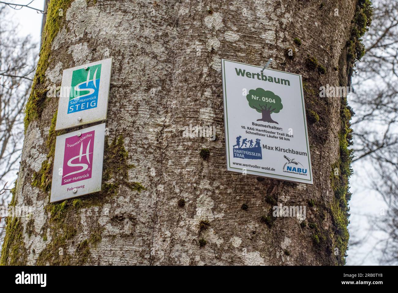 Wertbaum sur le sentier de randonnée Felsenweg Losheim am See, boucles de rêve Saar-Hunsrück, Parc naturel Saar-Hunsrück, Sarre, Allemagne Banque D'Images