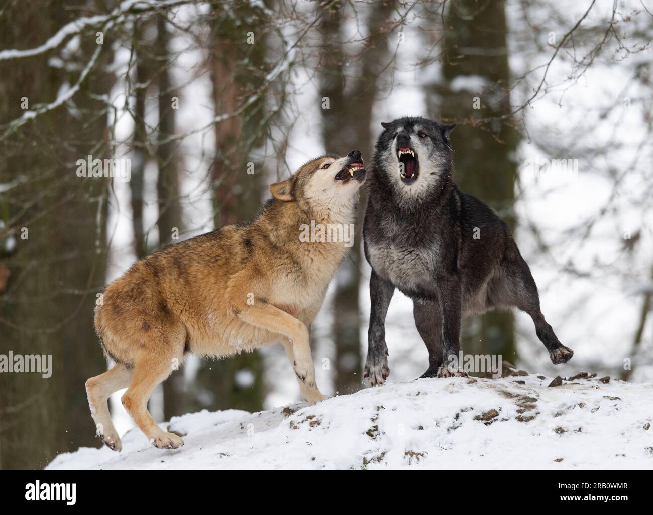 Timberwolf (Canis lupus lycaon) dans la neige, Allemagne Banque D'Images