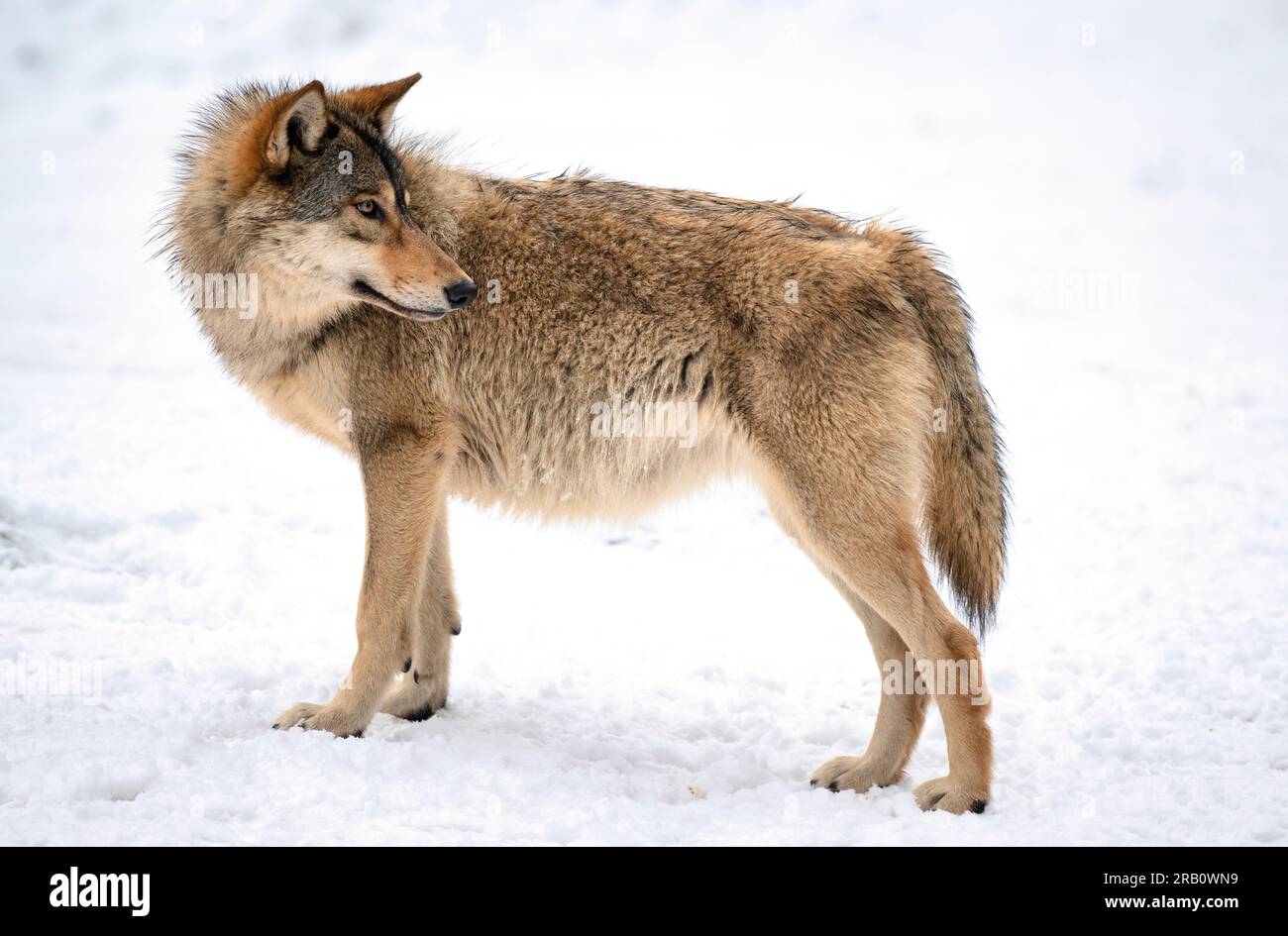 Single Timberwolf (Canis lupus lycaon) dans la neige, Allemagne Banque D'Images