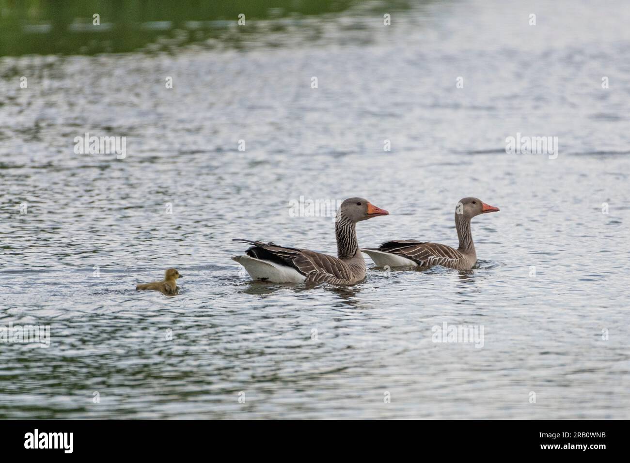 Oies grises avec des poussins. Banque D'Images