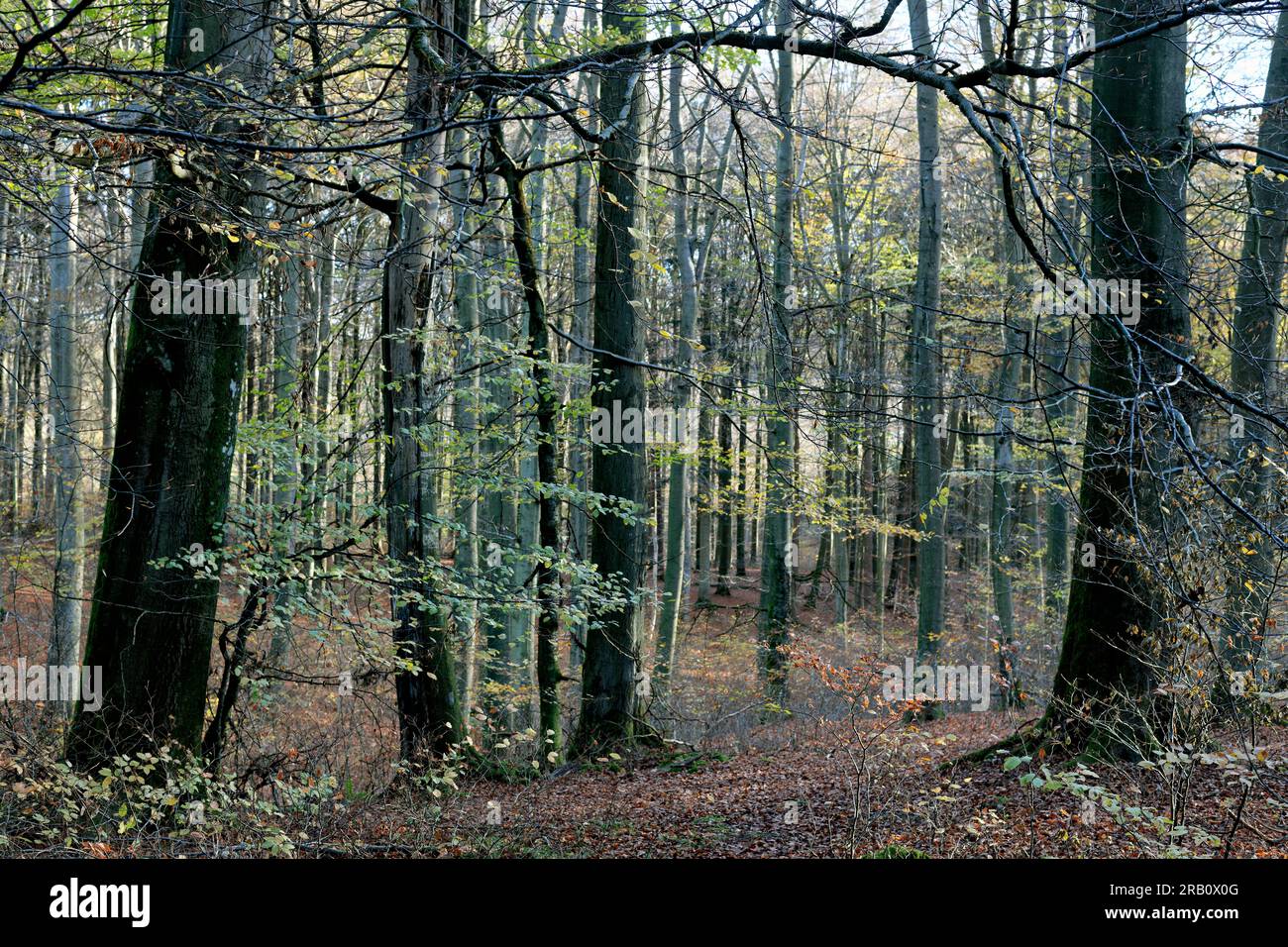 Europe, Allemagne, Rhénanie-Palatinat, Hümmel, forêt, Zone forestière, arbres, forêt de hêtres, hêtres, Fagus, vieux arbres, formes d'arbres, mystique, automne, atmosphère, personne, silence, personne Banque D'Images