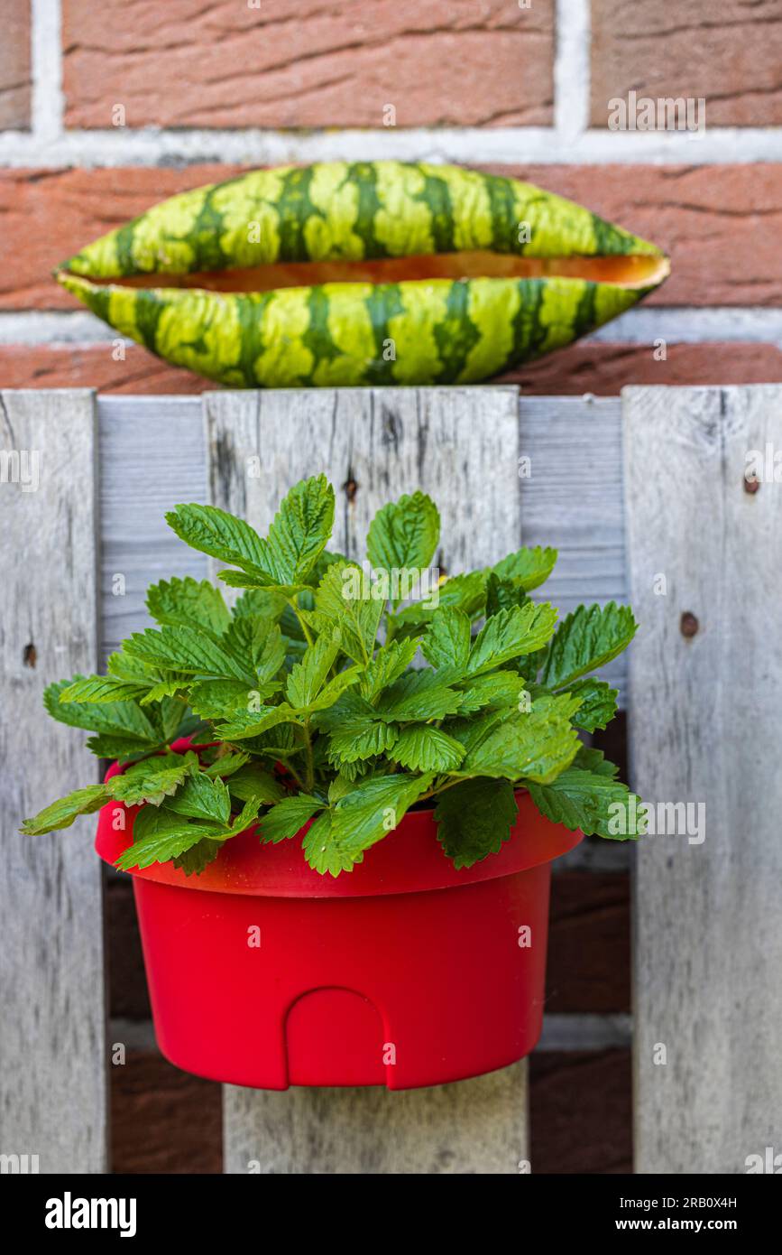 Watermelon plant pot Banque de photographies et d'images à haute résolution  - Alamy