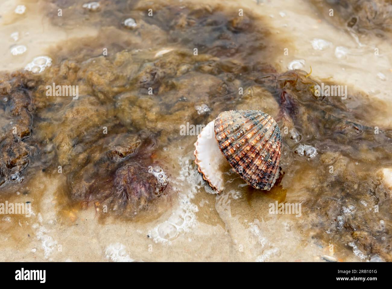 Algues mortes et coquillages échoués sur le rivage Banque D'Images