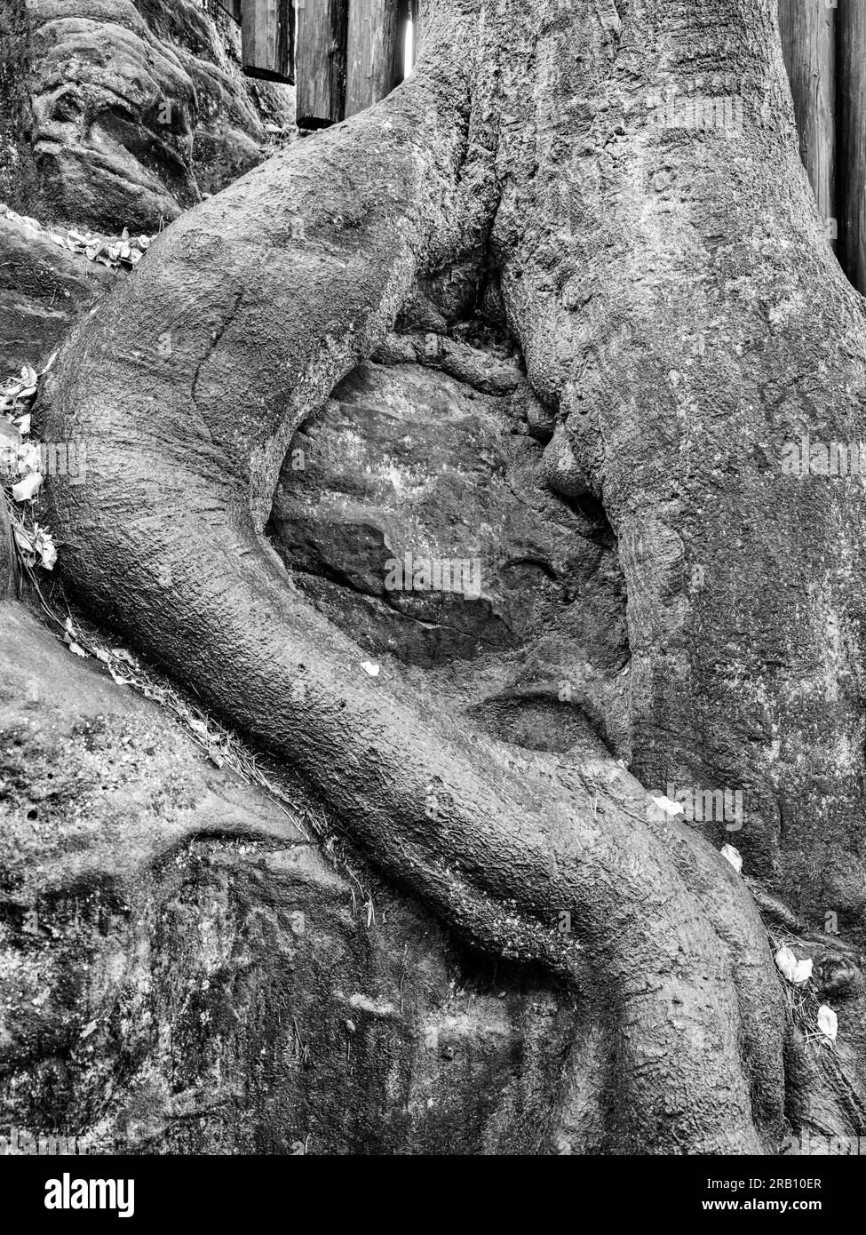 vieil arbre au pont bastei, roche, racine, gros plan Banque D'Images